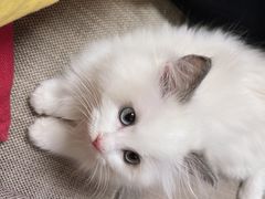 -糯米喵星人总部直营旗舰店·猫舍·幼猫出售