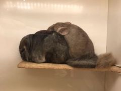 -龙猫仔乐园(惠福东路店)