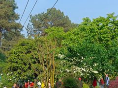 -铁山坪森林公园