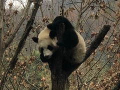 -都江堰中华大熊猫苑