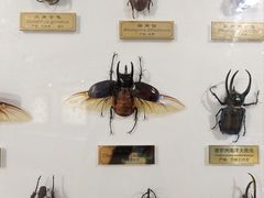 -上海昆虫博物馆