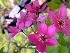 -上海共青森林公园