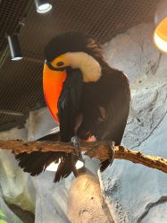 点击看大图 -Zoolung Zoolung动物主题公园(海信广场店)