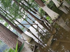 -重庆彩云湖湿地公园