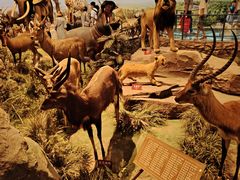 -陕西自然博物馆