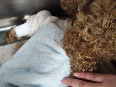 -美联众合动物医院·24h京西诊疗中心