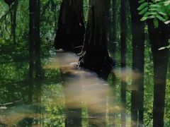 -桤木河湿地公园