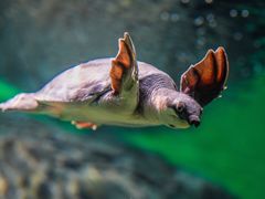 -上海海洋水族馆
