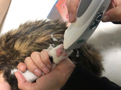 -瑞派旺宝宠物医院·犬猫全科综合·尿道专科(莲兴院)