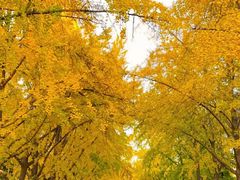 -三里屯东五街银杏大道