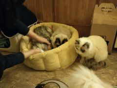 android_upload_pic-猫色咖啡·猫咖