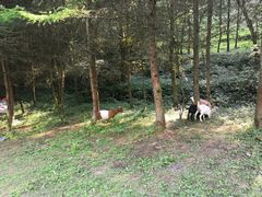 -武陵山森林公园