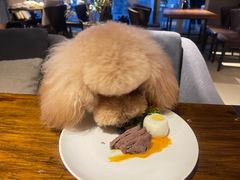 -百好乐宠物友好餐厅(朝外大街店)