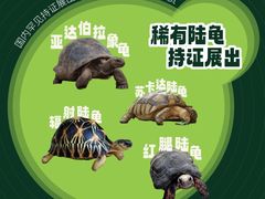 -灵龟之家百象馆(百象馆联合旗舰店)