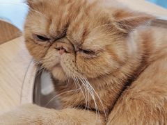 -飞行喵MR PILOT|猫舍·猫咖(静安大融城店)