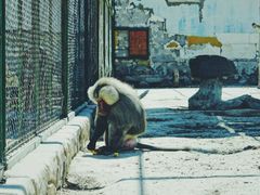 -新疆天山野生动物园