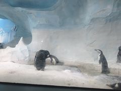 -海合安成都极地海洋公园