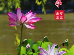 -陶然亭公园