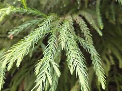 -武陵山森林公园