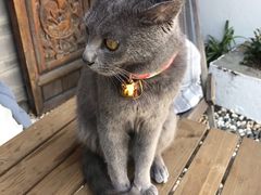 -喵屿·大理花园猫咖