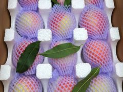 -南汇新场正宗水蜜桃采摘