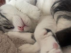 -艾吉宠物医院·疑难杂症转诊中心·猫友好(碧江路院)