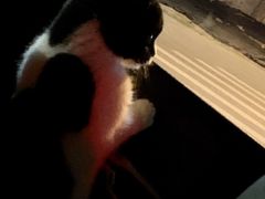 -纳吉亚猫专科动物医院·北北分院