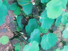 -羊亭河湿地公园