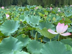 -莲花池公园