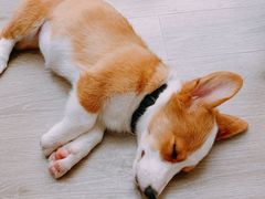 -浣熊柯尔鸭土拨鼠·电玩咖