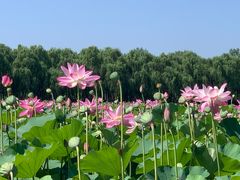 -东郊湿地公园