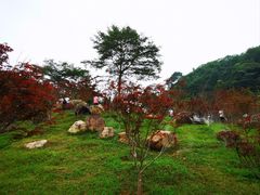 -广州市帽峰山景区