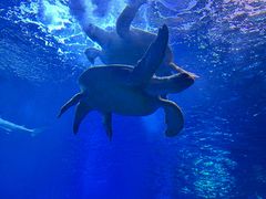 -太平洋海底世界