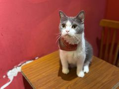 -猫色咖啡·猫咖