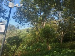 -平湖九龙山旅游度假区