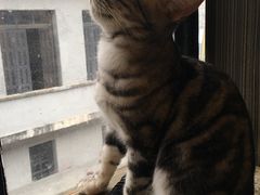 -more than meow吴止猫主题餐厅(承德 中船汇店)