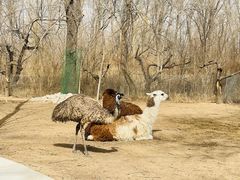 -北京野生动物园