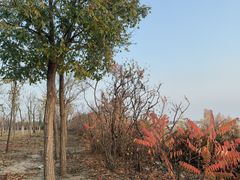 -天津东丽湖风景区