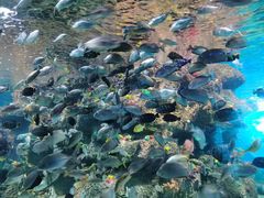 -沙沙哗啦海洋馆(华宇百花谷店)