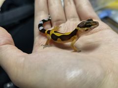 -酷以爬仙阁实体爬宠店·守宫·蜥蜴·专业繁育