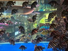 -中环花鸟鱼虫市场