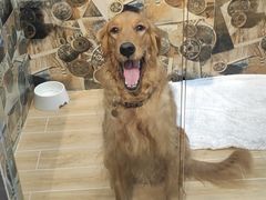 -宠物之家Pets Home 宠物寄养酒店