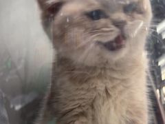 -心仪动物医院·牙专科·肿瘤·心脏科(西客站院)