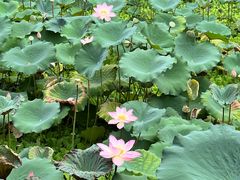 -荔湾湖公园