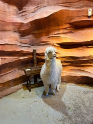 -酷嗒动物文化乐园(cutezoo西溪乐天城店)