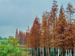 -白鹭湾湿地公园