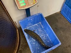 -龙继斑鱼庄(犀浦店)