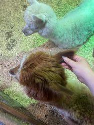 -Zoolung Zoolung动物主题公园(海信广场店)