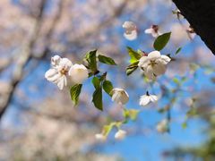 -樱花山风景区