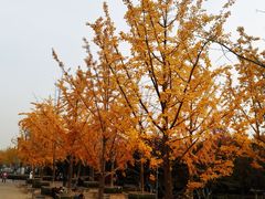 -大兴滨河森林公园